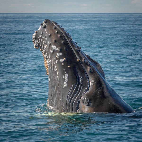 Avistamiento de ballenas en el pacífico